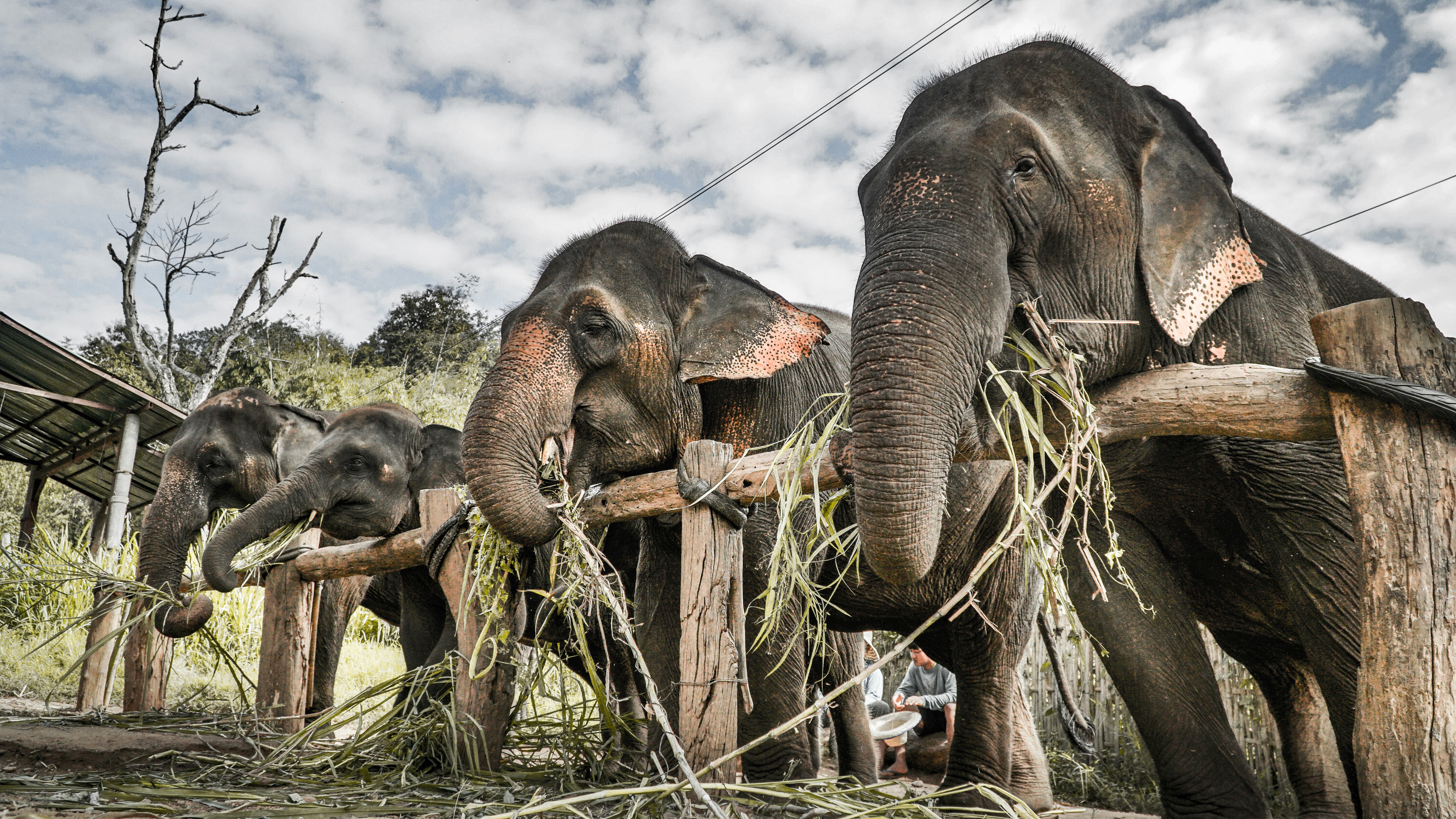 four black elephants eating